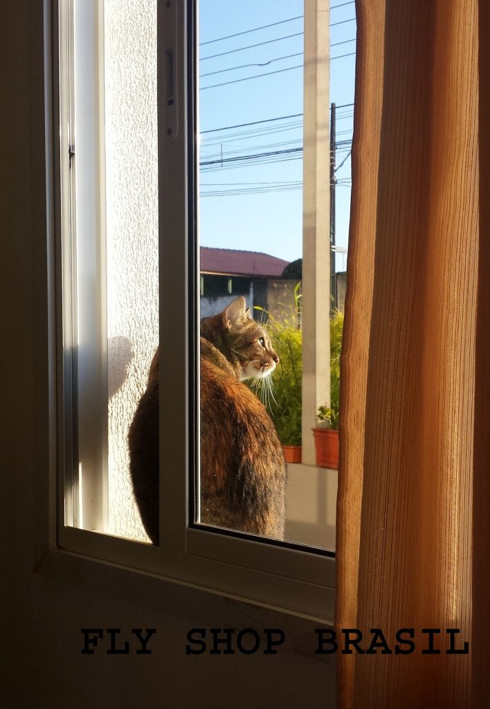 The cat is on the table.